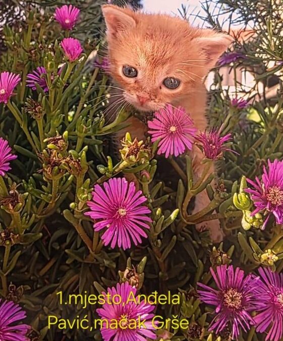 “Moj kućni ljubimac”